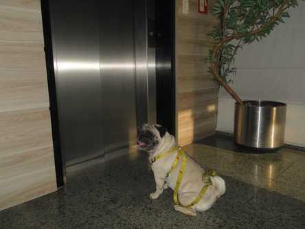 Condomínios não podem proibir animais, diz Justiça