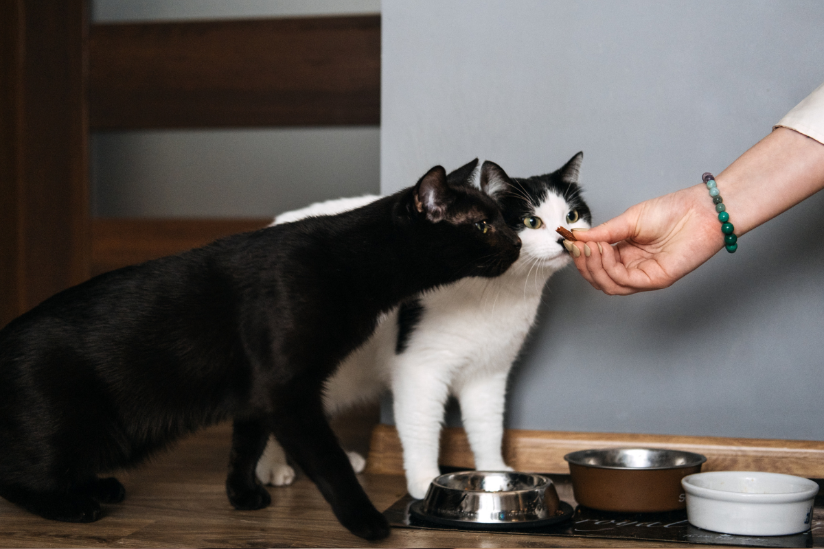 Moradoras indenizarão por alimentar gatos comunitários em área comum de condomínio