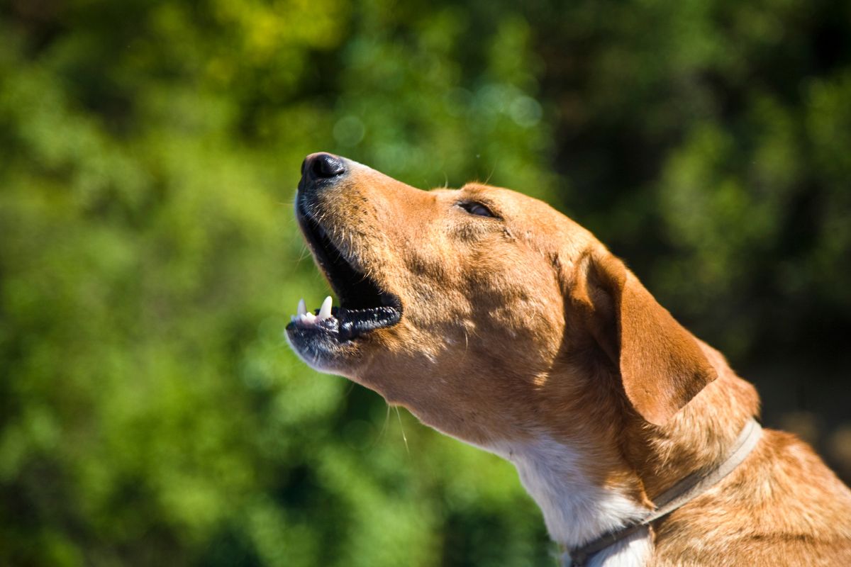 Direito de vizinhança obriga moradores a controlar barulho e mau cheiro de cães