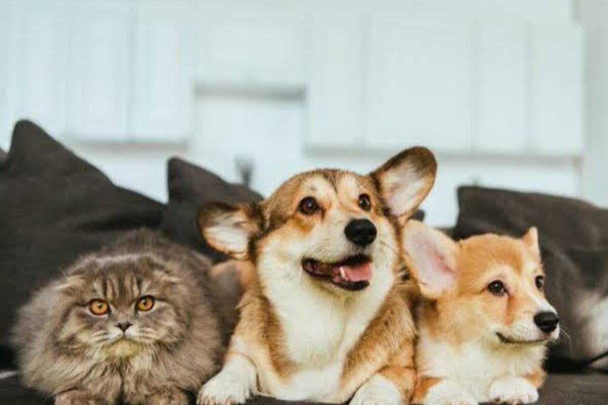 Animais em condomínios: regras, direitos e cuidados para uma boa convivência