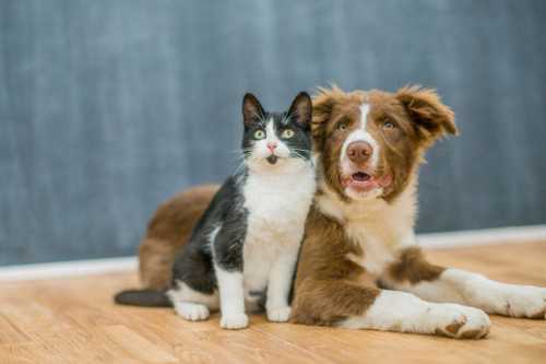 Convivência com responsabilidade: animais de estimação nas áreas comuns do condomínio